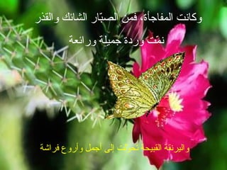 وكانت المفاجأة، فمن الصبّار الشائك والقذر  نمّت وردة جميلة ورائعة واليرنقة القبيحة تحوّلت إلى أجمل وأروع فراشة 