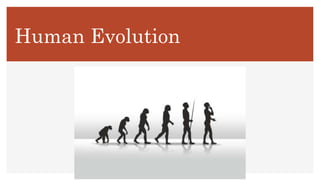 Human Evolution
 