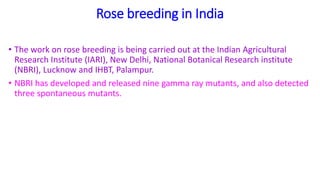 Rose Breeding.pptx