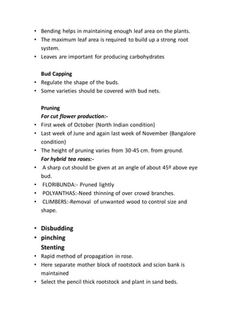 • Bending helps in maintaining enough leaf area on the plants.
• The maximum leaf area is required to build up a strong root
system.
• Leaves are important for producing carbohydrates
Bud Capping
• Regulate the shape of the buds.
• Some varieties should be covered with bud nets.
Pruning
For cut flower production:-
• First week of October (North Indian condition)
• Last week of June and again last week of November (Bangalore
condition)
• The height of pruning varies from 30-45 cm. from ground.
For hybrid tea roses:-
• A sharp cut should be given at an angle of about 45º above eye
bud.
• FLORIBUNDA:- Pruned lightly
• POLYANTHAS:-Need thinning of over crowd branches.
• CLIMBERS:-Removal of unwanted wood to control size and
shape.
• Disbudding
• pinching
Stenting
• Rapid method of propagation in rose.
• Here separate mother block of rootstock and scion bank is
maintained
• Select the pencil thick rootstock and plant in sand beds.
 