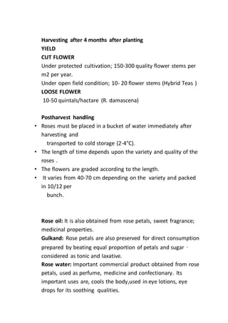 Harvesting after 4 months after planting
YIELD
CUT FLOWER
Under protected cultivation; 150-300 quality flower stems per
m2 per year.
Under open field condition; 10- 20 flower stems (Hybrid Teas )
LOOSE FLOWER
10-50 quintals/hactare (R. damascena)
Postharvest handling
• Roses must be placed in a bucket of water immediately after
harvesting and
transported to cold storage (2-4°C).
• The length of time depends upon the variety and quality of the
roses .
• The flowers are graded according to the length.
• It varies from 40-70 cm depending on the variety and packed
in 10/12 per
bunch.
Rose oil: It is also obtained from rose petals, sweet fragrance;
medicinal properties.
Gulkand: Rose petals are also preserved for direct consumption
prepared by beating equal proportion of petals and sugar –
considered as tonic and laxative.
Rose water: Important commercial product obtained from rose
petals, used as perfume, medicine and confectionary. Its
important uses are, cools the body,used in eye lotions, eye
drops for its soothing qualities.
 