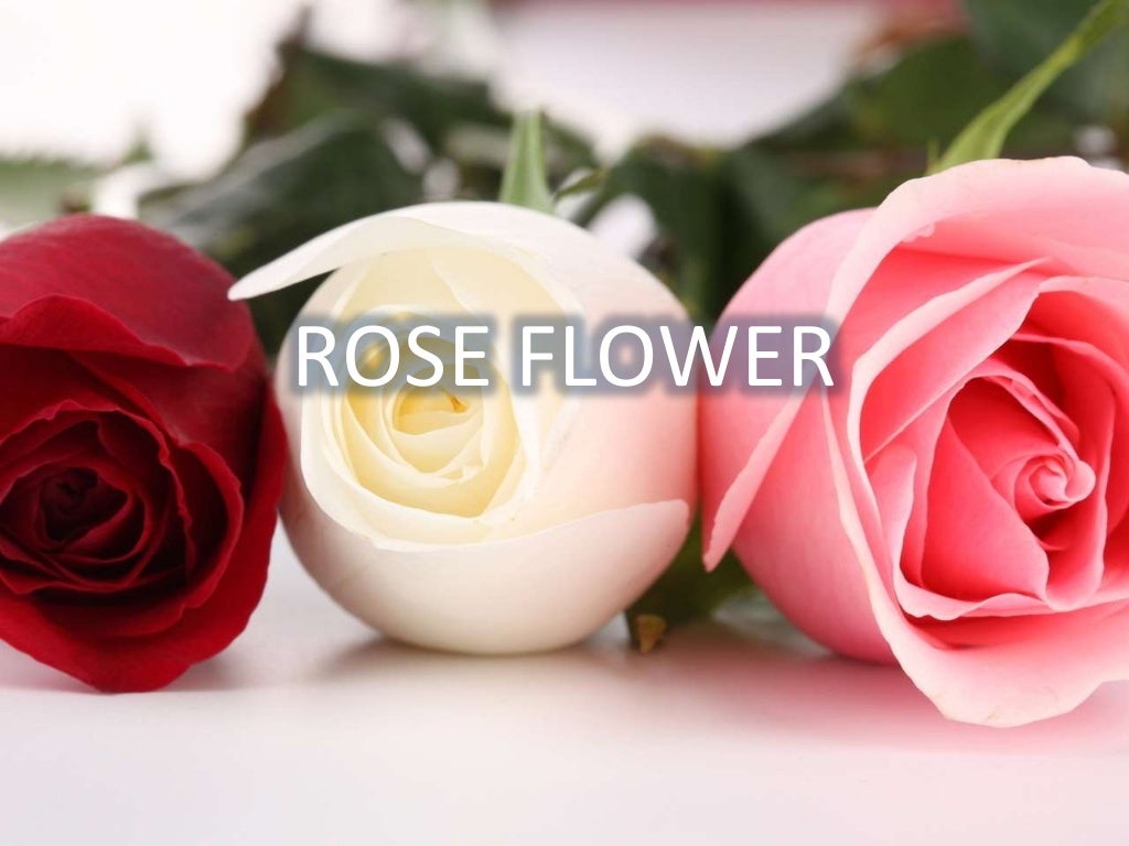 Rose flower s Description Deskripsi Bunga Mawar Rose flower s Description Deskripsi Bunga Mawar