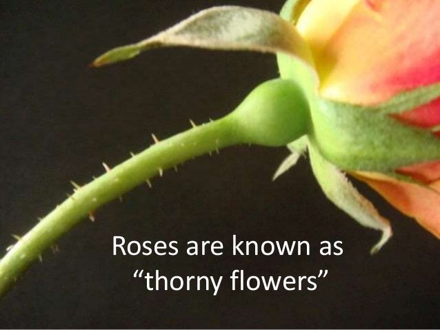 Rose flower s Description Deskripsi Bunga Mawar Rose flower s Description Deskripsi Bunga Mawar