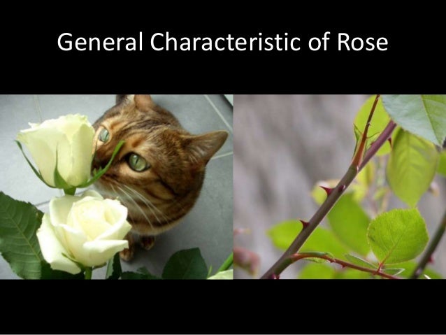 Rose Flower S Description Deskripsi Bunga Mawar