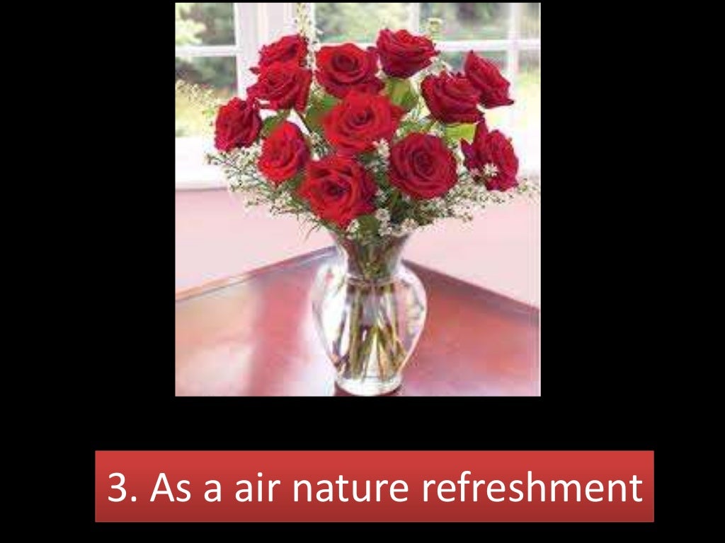 Rose flower s Description Deskripsi Bunga Mawar Rose flower s Description Deskripsi Bunga Mawar