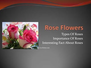 Types Of Roses
             Importance Of Roses
     Interesting Fact About Roses
www.flicker.com
 
