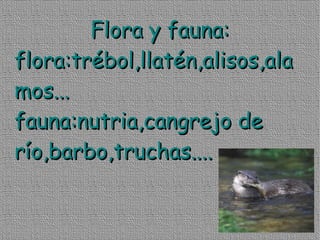 Flora y fauna:
flora:trébol,llatén,alisos,ala
mos...
fauna:nutria,cangrejo de
río,barbo,truchas....
 