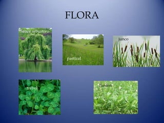 FLORA
Sauce arbustivo
                                       junco



                  pastizal




                             llanten
   trébol
 