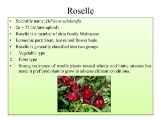 Roselle
• Scientific name: Hibiscus sabdariffa
• 2n = 72 (Allotetraploid)
• Roselle is a member of okra family Malvaceae
• Economic part: Stem, leaves and flower buds.
• Roselle is generally classified into two groups
1. Vegetable type
2. Fibre type
• Strong resistance of roselle plants toward abiotic and biotic stresses has
made it preffered plant to grow in adverse climatic conditions.
 