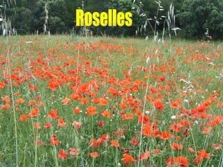 Roselles 