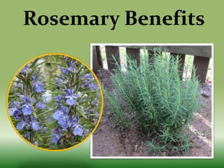 Rosemary Benefits
 