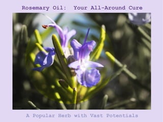 Rosemary Oil:  Your All-Around Cure A Popular Herb with Vast Potentials 