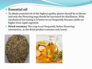 Rosemary for memory Rapid rural appraisal A Presentation By Mr Allah ...