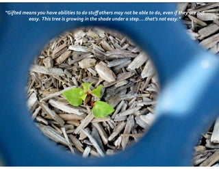!
“Gifted	
  means	
  you	
  have	
  abilities	
  to	
  do	
  stuﬀ	
  others	
  may	
  not	
  be	
  able	
  to	
  do,	
  even	
  if	
  they	
  are	
  not	
  
easy.	
  	
  This	
  tree	
  is	
  growing	
  in	
  the	
  shade	
  under	
  a	
  step….that’s	
  not	
  easy.”
 