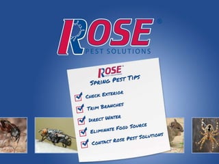 Rose pest solutions spring pest tips