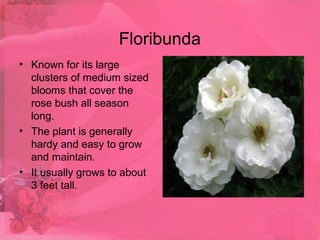 Rose | PPT
