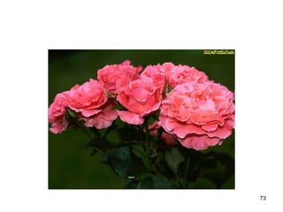 73
 