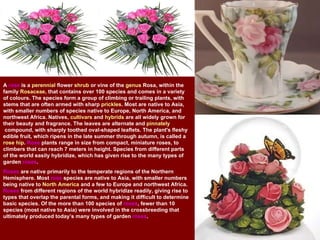 A  rose  is a  perennial  flower  shrub  or vine of the  genus  Rosa, within the family  Rosaceae , that contains over 100 species and comes in a variety of colours. The species form a group of climbing or trailing plants, with stems that are often armed with sharp  prickles . Most are native to Asia, with smaller numbers of species native to Europe, North America, and northwest Africa. Natives,  cultivars  and  hybrids  are all widely grown for their beauty and fragrance. The leaves are alternate and  pinnately  compound , with sharply toothed oval-shaped leaflets. The plant's fleshy edible fruit, which ripens in the late summer through autumn, is called a  rose hip .  Rose  plants range in size from compact, miniature roses, to climbers that can reach 7 meters in height. Species from different parts of the world easily hybridize, which has given rise to the many types of garden  roses .  Roses  are native primarily to the temperate regions of the Northern Hemisphere. Most  rose  species are native to Asia, with smaller numbers being native to  North America  and a few to Europe and northwest Africa.  Roses  from different regions of the world hybridize readily, giving rise to types that overlap the parental forms, and making it difficult to determine basic species. Of the more than 100 species of  roses , fewer than 10 species (most native to Asia) were involved in the crossbreeding that ultimately produced today’s many types of garden  roses .  