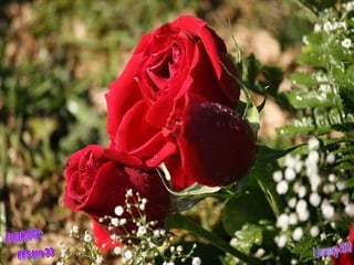 Created by: PPS fan 33 1 January 2010 