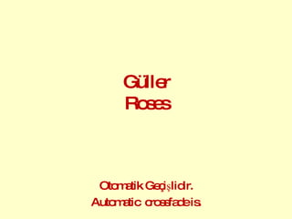 Güller Roses Otomatik Geçişlidir. Automatic  crossfade is. 