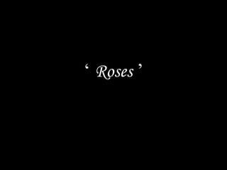 ‘  Roses  ’ 