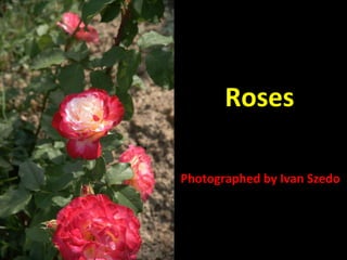 Roses Photographed by Ivan Szedo 