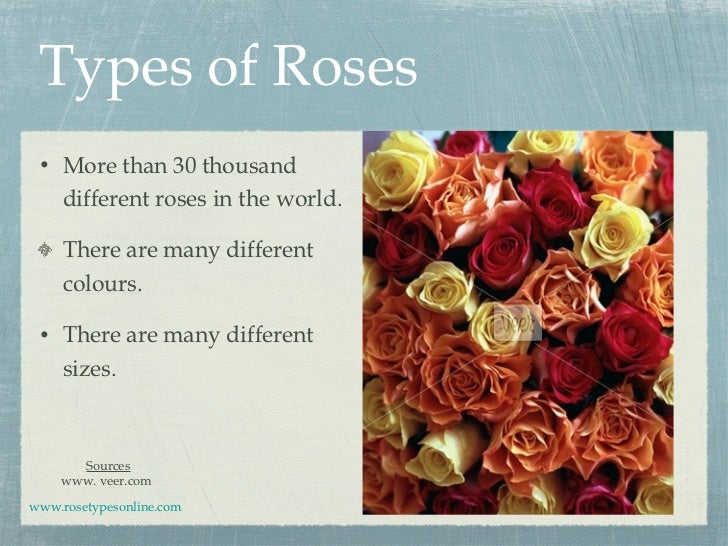 How many different types of roses are there?