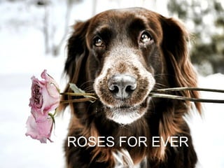 ROSES FOR EVER
 