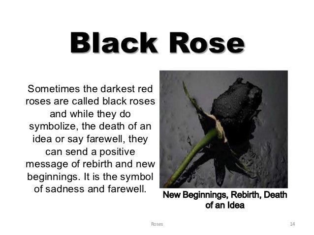 Roses Roses