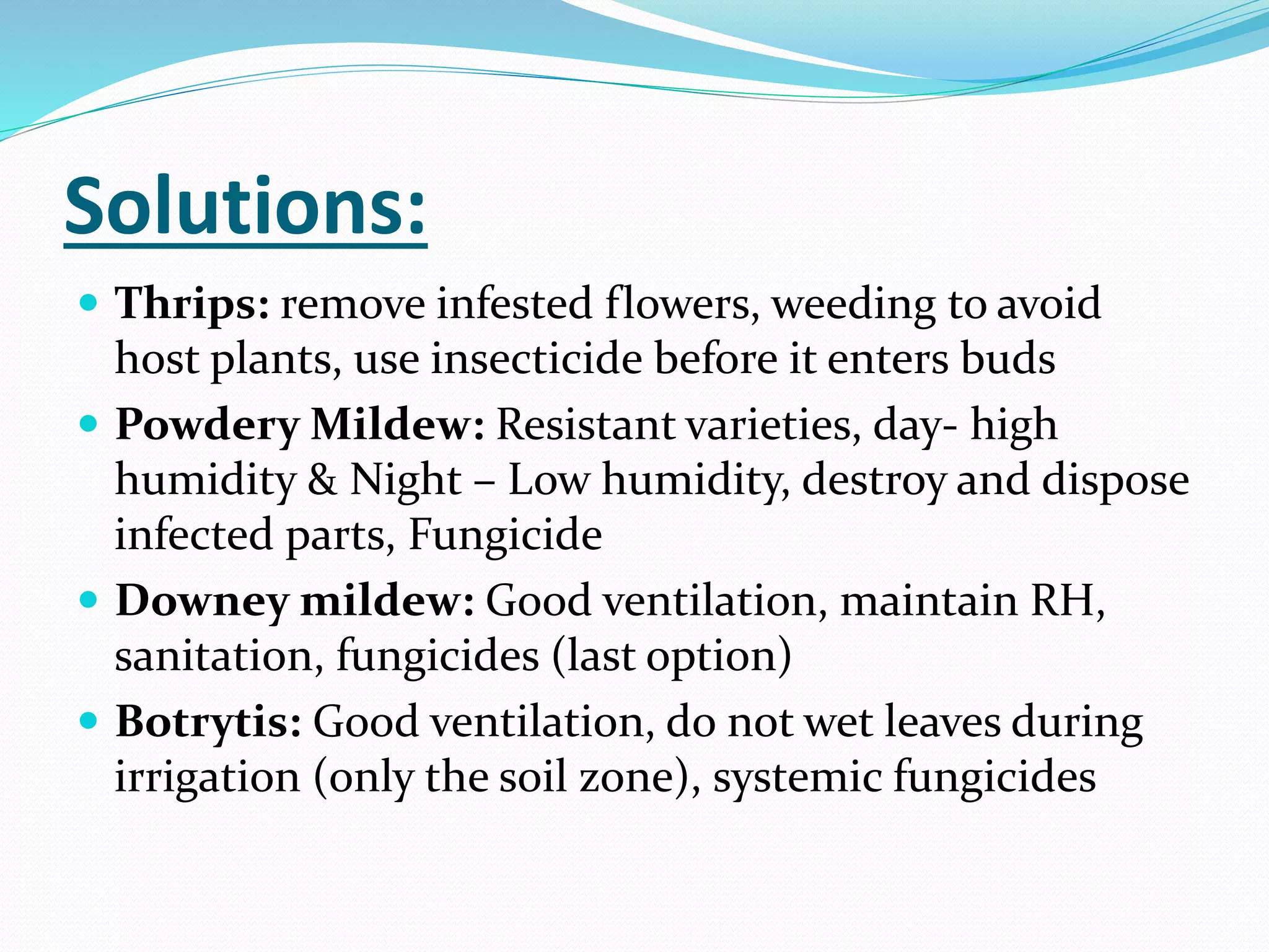 Roses (Brief overview) | PPTX