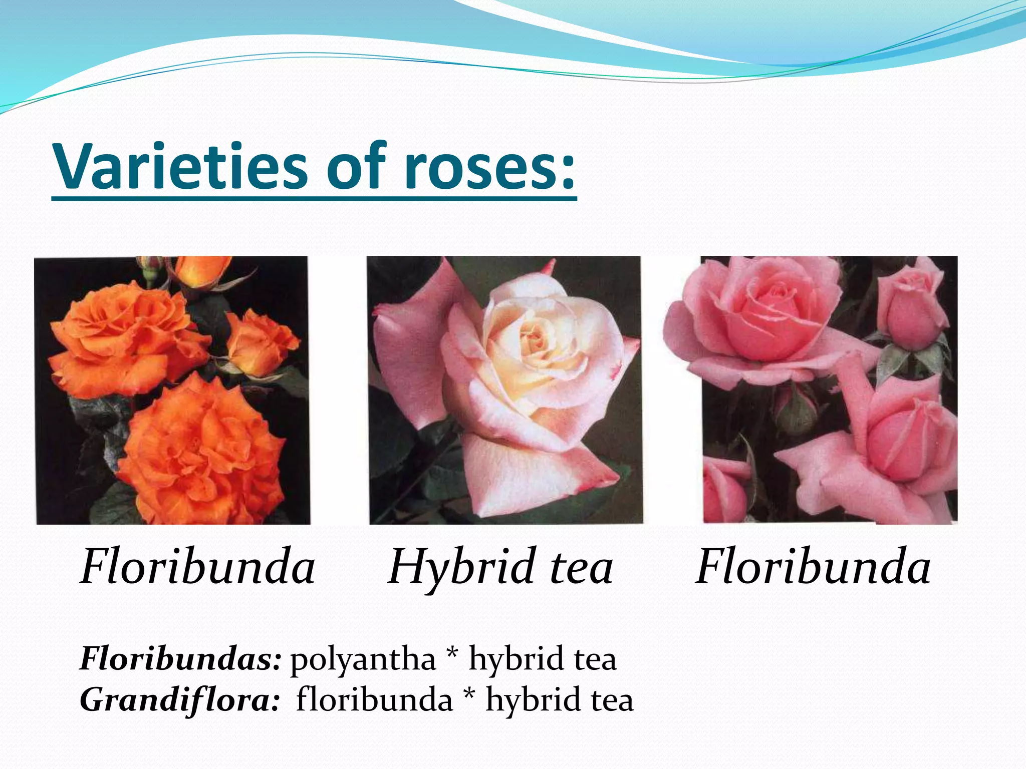 Product Overview For Roses Roses (Brief overview) | PPTX