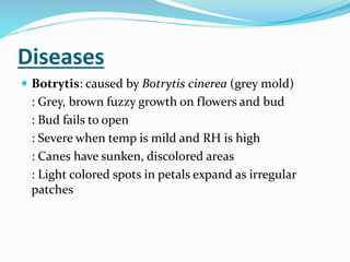 Rose Cultivation | PPT