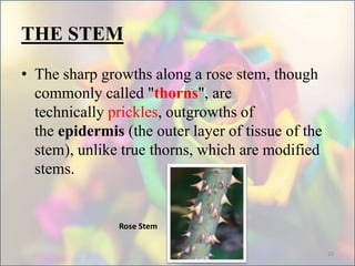 THE STEM
• The sharp growths along a rose stem, though
commonly called "thorns", are
technically prickles, outgrowths of
the epidermis (the outer layer of tissue of the
stem), unlike true thorns, which are modified
stems.
Rose Stem
10
 