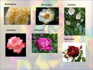 Banksianae Bracteatae Caninae
Carolinae Chinensis
Gallicanae
12
 