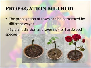 PROPAGATION METHOD
• The propagation of roses can be performed by
different ways : -
-By plant division and layering (for hardwood
species).
14
 