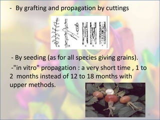 - By grafting and propagation by cuttings
- By seeding (as for all species giving grains).
-"in vitro" propagation : a very short time , 1 to
2 months instead of 12 to 18 months with
upper methods.
15
 