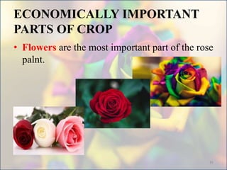 ECONOMICALLY IMPORTANT
PARTS OF CROP
• Flowers are the most important part of the rose
palnt.
16
 