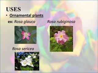 USES
• Ornamental plants
ex: Rosa glauca Rosa rubiginosa
Rosa sericea
17
 