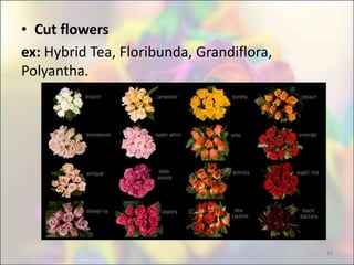 • Cut flowers
ex: Hybrid Tea, Floribunda, Grandiflora,
Polyantha.
18
 