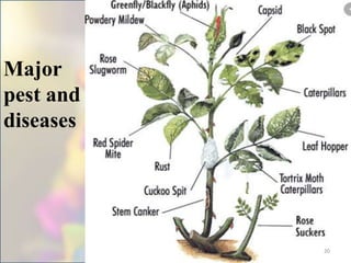 Major
pest and
diseases
20
 