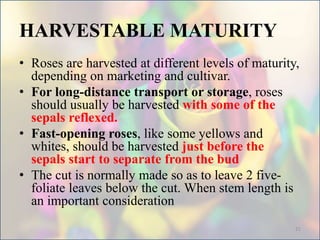 HARVESTABLE MATURITY
• Roses are harvested at different levels of maturity,
depending on marketing and cultivar.
• For long-distance transport or storage, roses
should usually be harvested with some of the
sepals reflexed.
• Fast-opening roses, like some yellows and
whites, should be harvested just before the
sepals start to separate from the bud
• The cut is normally made so as to leave 2 five-
foliate leaves below the cut. When stem length is
an important consideration
21
 