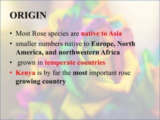 ORIGIN
• Most Rose species are native to Asia
• smaller numbers native to Europe, North
America, and northwestern Africa
• grown in temperate countries
• Kenya is by far the most important rose
growing country
4
 