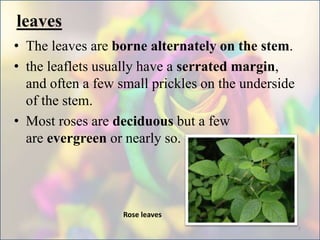 leaves
• The leaves are borne alternately on the stem.
• the leaflets usually have a serrated margin,
and often a few small prickles on the underside
of the stem.
• Most roses are deciduous but a few
are evergreen or nearly so.
Rose leaves
7
 