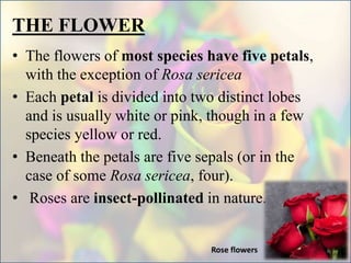 THE FLOWER
• The flowers of most species have five petals,
with the exception of Rosa sericea
• Each petal is divided into two distinct lobes
and is usually white or pink, though in a few
species yellow or red.
• Beneath the petals are five sepals (or in the
case of some Rosa sericea, four).
• Roses are insect-pollinated in nature.
Rose flowers 8
 