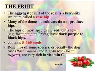 THE FRUIT
• The aggregate fruit of the rose is a berry-like
structure called a rose hip.
• Many of the domestic cultivars do not produce
hips
• The hips of most species are red, but a few
(e.g. Rosa pimpinellifolia) have dark purple to
black hips.
• contains 5–160 seeds
• Rose hips of some species, especially the dog
rose (Rosa canina) and rugosa rose (Rosa
rugosa), are very rich in vitamin C
Rose hip
9
 