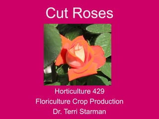 Horticulture 429
Floriculture Crop Production
Dr. Terri Starman
Cut Roses
 