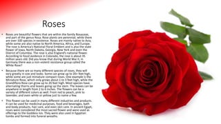 Roses
• Roses are beautiful flowers that are within the family Rosaceae,
and part of the genus Rosa. Rose plants are perennial, while there
are over 100 species in existence. Roses are mainly native to Asia,
while some are also native to North America, Africa, and Europe.
The rose is America’s National Floral Emblem and is also the state
flower of Iowa, North Dakota, Georgia, New York and even the
District of Columbia. The rose is also England’s national flower.
According to fossil evidence in Colorado, the rose is about 35
million years old. Did you know that during World War II, in
Germany there was a non-violent resistance group called the
White Rose?
• Because there are so many different species of roses, they will
vary greatly in size and looks. Some can grow up to 20+ feet high,
while some are just miniature compact roses. One example is the
Miniature Rose, which only grows about 1 to 3 feet high, while the
Grandiflora Rose can grow up to 20 feet high. Most species have
alternating thorns and leaves going up the stem. The leaves can be
anywhere in length from 2 to 6 inches. The flowers can be a
variety of different colors as well. From red to peach, pink to
lavender, and even white or yellow just to name a few.
• This flower can be used in many different industries and products.
It can be used for medicinal purposes, food and beverages, bath
and body products, hair care, and even skin care. In ancient Egypt,
roses were considered the most sacred flower and were used as
offerings to the Goddess Isis. They were also used in Egyptian
tombs and formed into funeral wreaths.
 