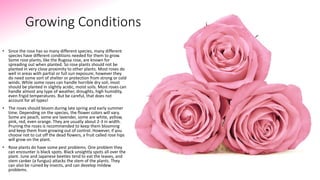 Growing Conditions
• Since the rose has so many different species, many different
species have different conditions needed for them to grow.
Some rose plants, like the Rugosa rose, are known for
spreading out when planted. So rose plants should not be
planted in very close proximity to other plants. Most roses do
well in areas with partial or full sun exposure, however they
do need some sort of shelter or protection from strong or cold
winds. While some roses can handle horrible dry soil, most
should be planted in slightly acidic, moist soils. Most roses can
handle almost any type of weather, droughts, high humidity,
even frigid temperatures. But be careful, that does not
account for all types!
• The roses should bloom during late spring and early summer
time. Depending on the species, the flower colors will vary.
Some are peach, some are lavender, some are white, yellow,
pink, red, even orange. They are usually about 2-3 in width.
Pruning the roses is recommended to keep them blooming
and keep them from growing out of control. However, if you
choose not to cut off the dead flowers, a fruit called rose hips
will grow on the plant.
• Rose plants do have some pest problems. One problem they
can encounter is black spots. Black unsightly spots all over the
plant. June and Japanese beetles tend to eat the leaves, and
stem canker (a fungus) attacks the stem of the plants. They
can also be ruined by insects, and can develop mildew
problems.
 