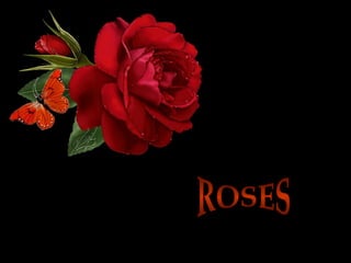 Trandafirii ROSES 