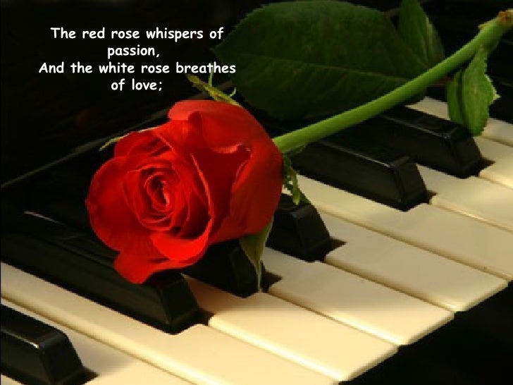 Roses For My Love